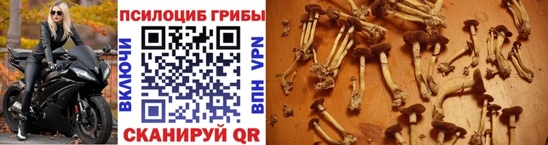 Купить закладки  Приволжский  Галлюциногенные грибы Magic Shrooms 