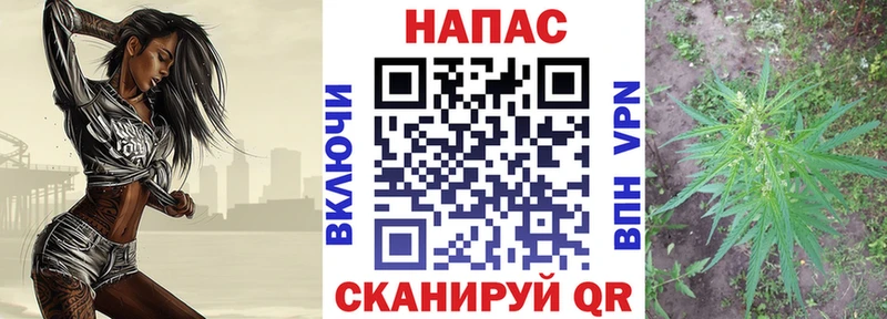 Конопля индика Приволжский